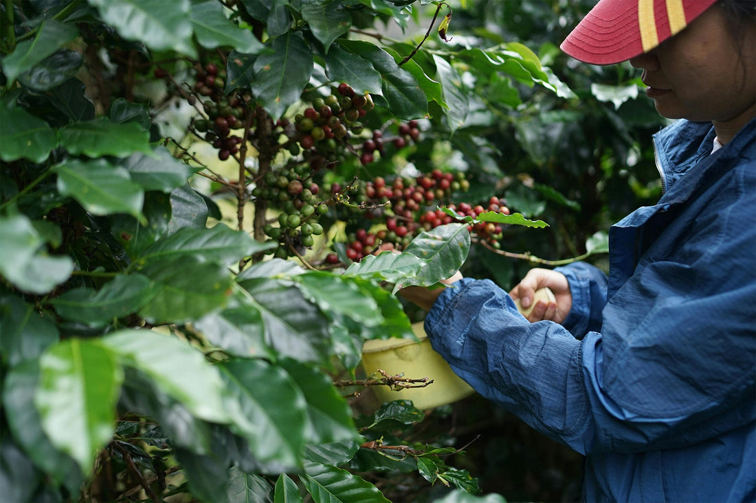 Sustainable Sourcing: How Kafiex Roasters Supports Eco-Friendly Coffee Production